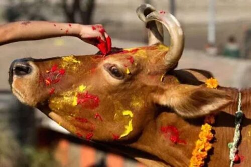 तिहारको चौथो दिन : आज गाई पूजा गरिँदै
