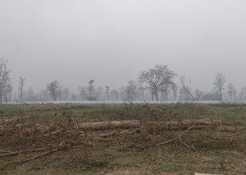 नमूना सदरमुकाम निर्माण स्थलमा पहिलो चरणमा ४७  रुख काटियो, भवन निर्माण सुरु गरिदैं  