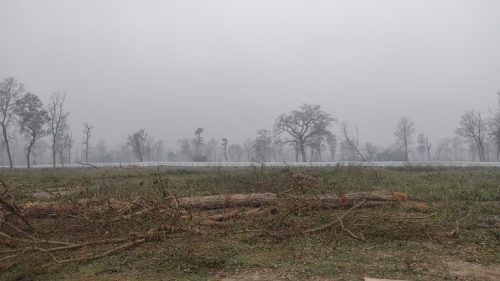नमूना सदरमुकाम निर्माण स्थलमा पहिलो चरणमा ४७  रुख काटियो, भवन निर्माण सुरु गरिदैं  