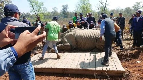 पश्चिम सेक्टरबाट थप ४ वटा गैडा स्थानान्तरण गर्दै चितवन राष्ट्रिय निकुञ्ज
