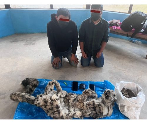 भरतपुरबाट हिउँ चितुवाको छाला सहित २ जना पक्राउ