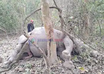 चितवन राष्ट्रिय निकुञ्जमा भाले गैँडा मृत फेला