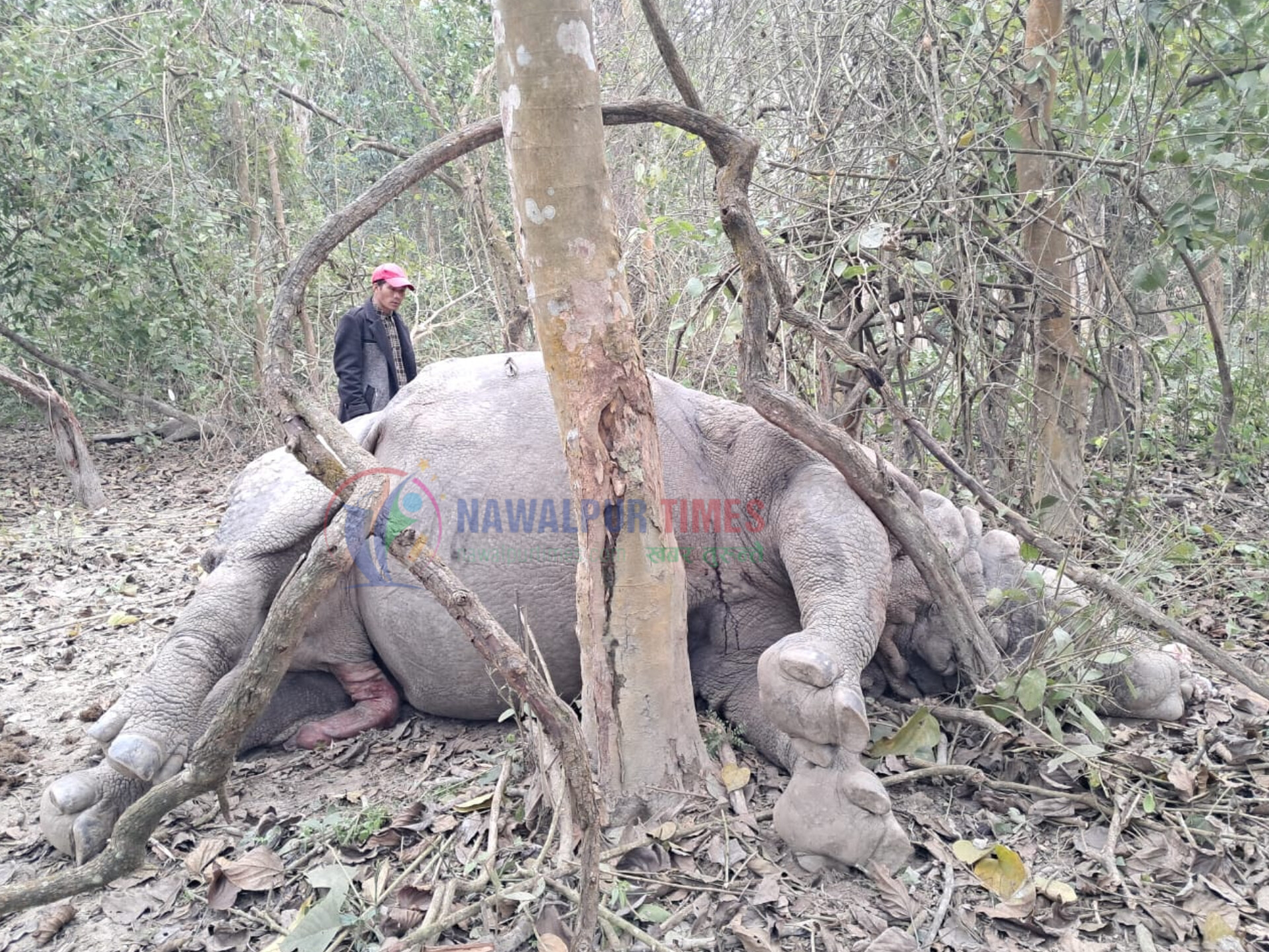 चितवन राष्ट्रिय निकुञ्जमा भाले गैँडा मृत फेला