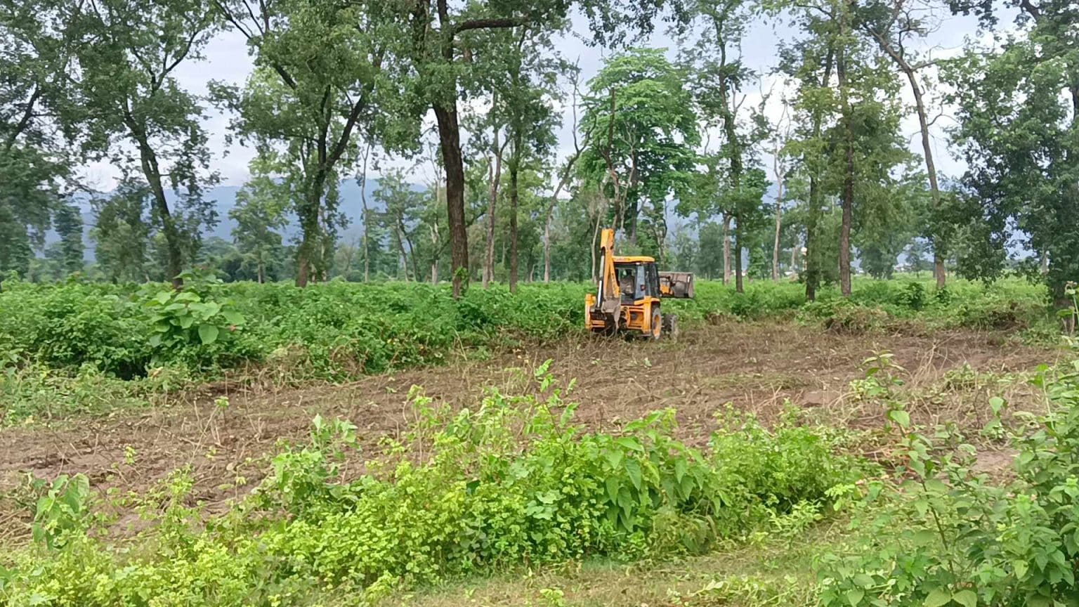 नमूना सदरमुकाम निर्माण स्थलमा पहिलो चरणमा ४७ रुख काटिदै