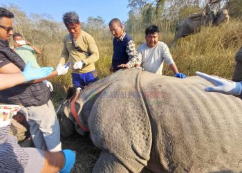 गैंडा स्थानान्तरण : १६ वर्षको पोथी गैँडा पुर्वी सेक्टर पठाईयो