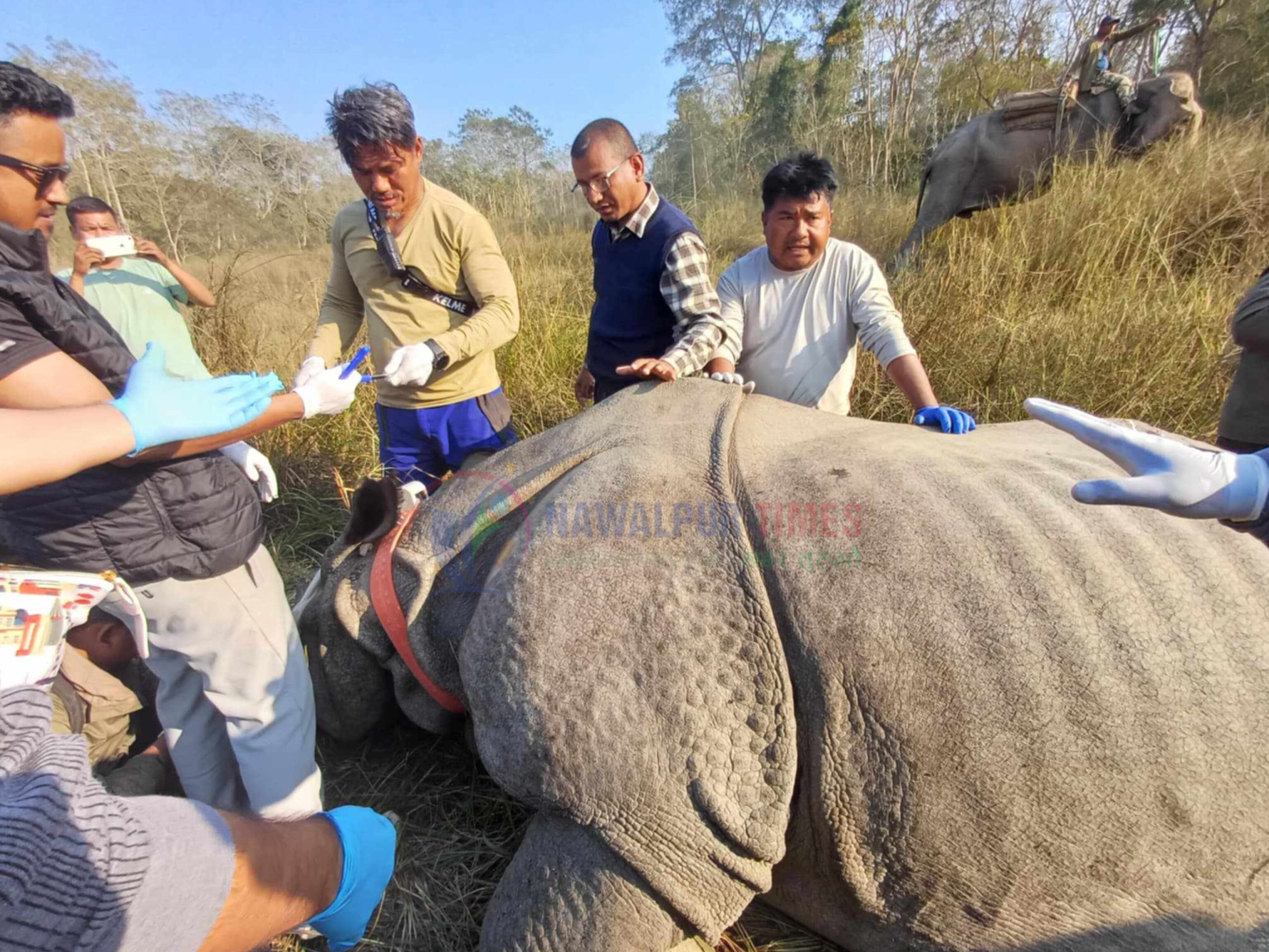 गैंडा स्थानान्तरण : १६ वर्षको पोथी गैँडा पुर्वी सेक्टर पठाईयो