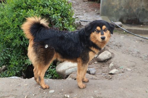 नेपालको भोटे कुकुरलाई अन्तर्राष्ट्रिय मान्यता