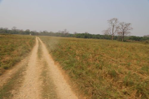 घासे मैदान व्यवस्थापन गर्दै निकुञ्ज