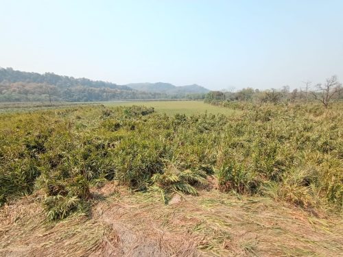 निकुञ्ज भित्रको देवी ताल गेग्य्रानले पुरिएर घाँसे मैदान बन्दै, संरक्षण गर्न निकुञ्ज सँग छैन बजेट