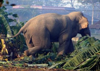 जङ्गली हात्ती गोविन्देको आक्रमणबाट एक जनाको मृत्यु