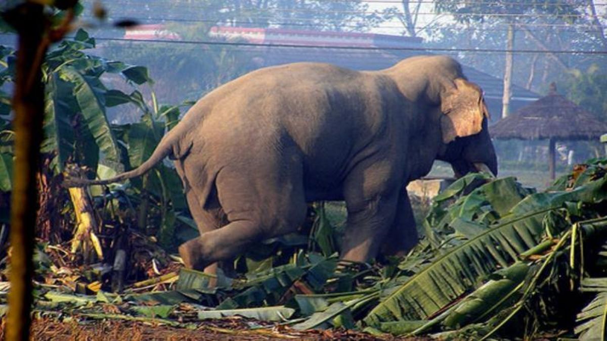 जङ्गली हात्ती गोविन्देको आक्रमणबाट एक जनाको मृत्यु