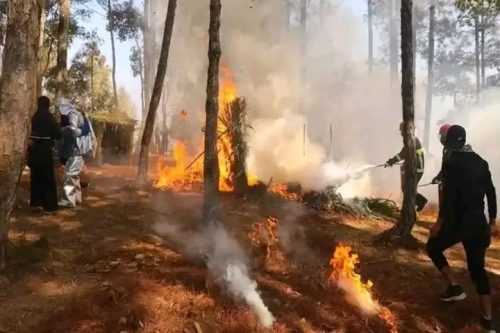 नवलपुरमा १ हजार २ सय हेक्टर वन क्षेत्रमा डढेलो