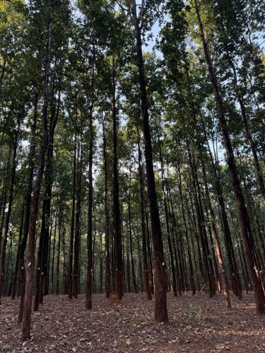 नवलपुरको ६० हेक्टर वन क्षेत्रमा “थिनिङ” कार्यक्रम