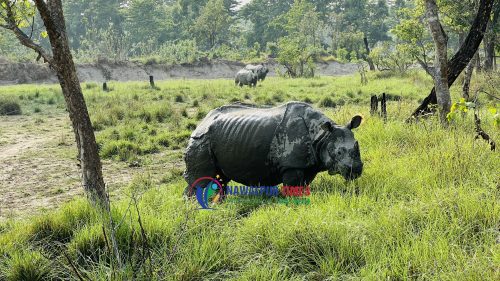 ५सय ३९ दिन देखि चितवन राष्ट्रिय निकुञ्जमा गैँडाको शुन्य चोरी शिकारी