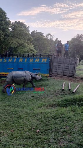 २३ महिनाको “माईला”लाई सदर चिडियाखाना पठाईयो