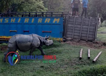 २३ महिनाको “माईला”लाई सदर चिडियाखाना पठाईयो