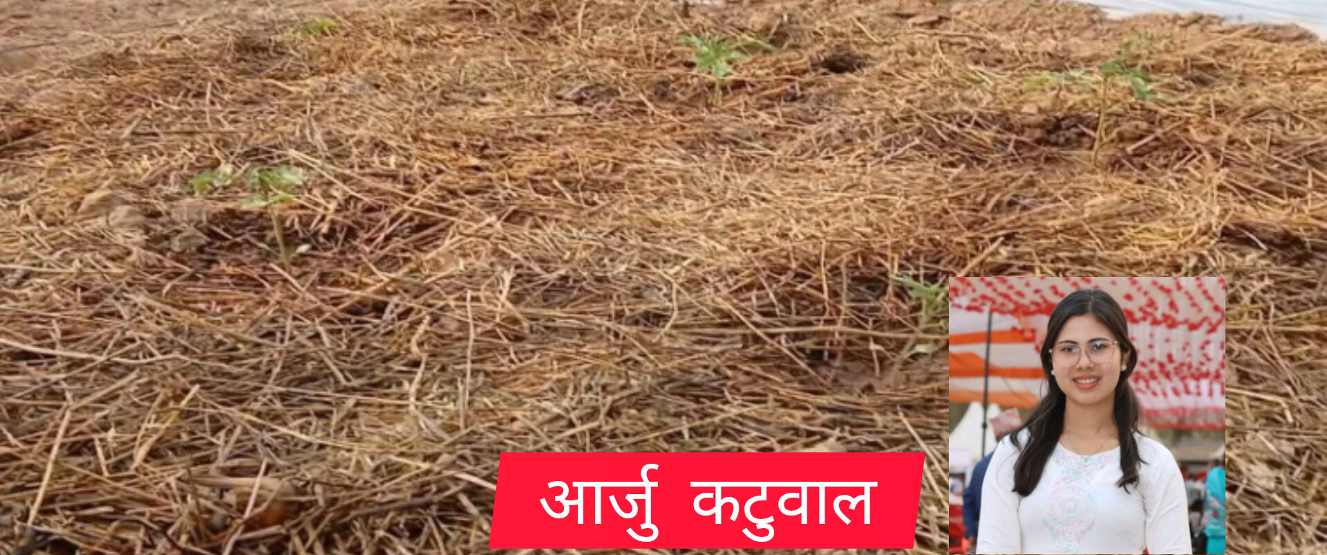 गोलभेंडा खेतीमा छापो व्यवस्थापन