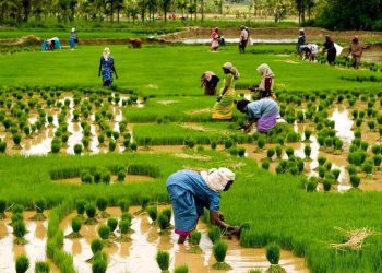 आज असार १५: धान दिवस र दही चिउराको सांस्कृतिक पर्व मनाइँदै