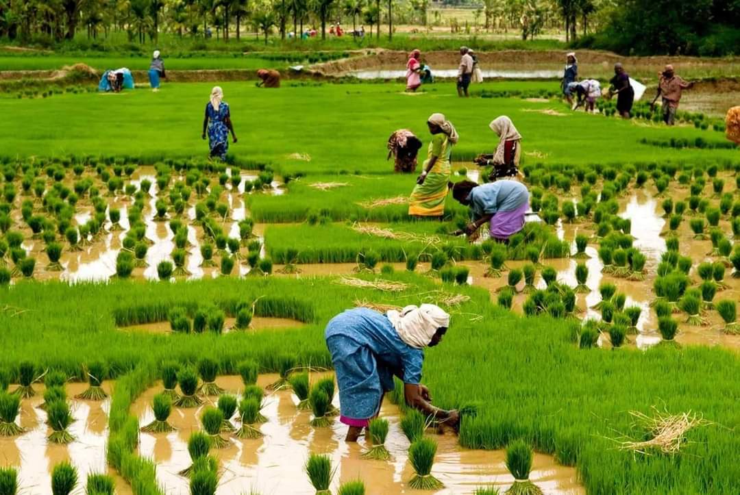 आज असार १५: धान दिवस र दही चिउराको सांस्कृतिक पर्व मनाइँदै