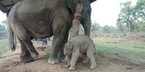 चितवन राष्ट्रिय निकुञ्जको हात्ती प्रजनन केन्द्रमा ३३ वर्षमा ६८ छावा जन्मिए