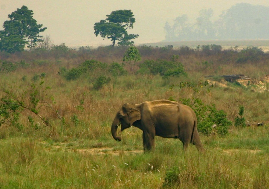 गोविन्देको आक्रमणबाट एक सैनिक घाइते