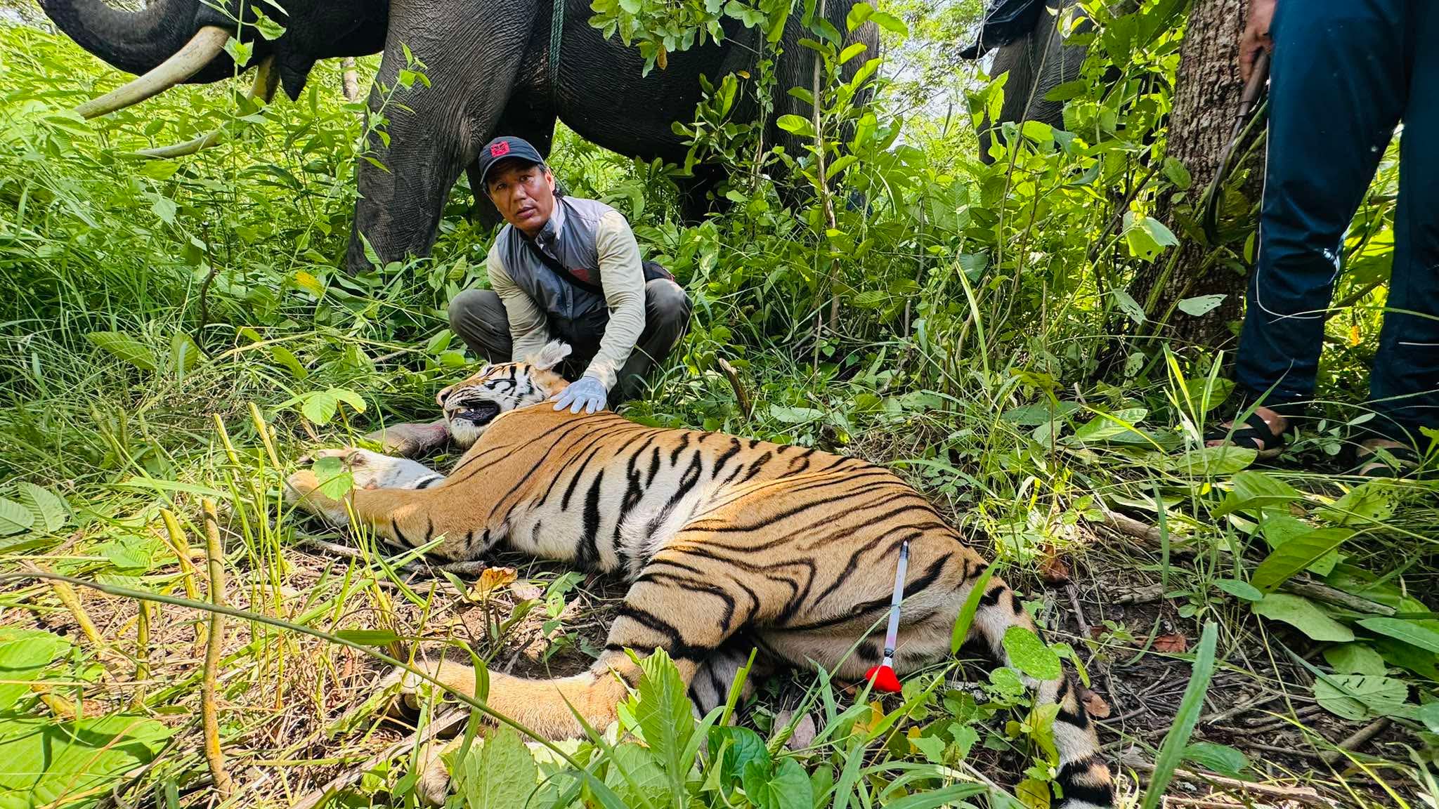 बस्तीमा पसेको बाघ २३ घण्टा पछि नियन्त्रणमा