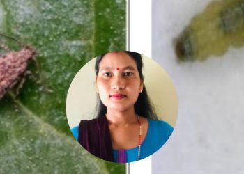 गोलभेडाको पात खन्ने कीराको पहिचान र व्यवस्थापन