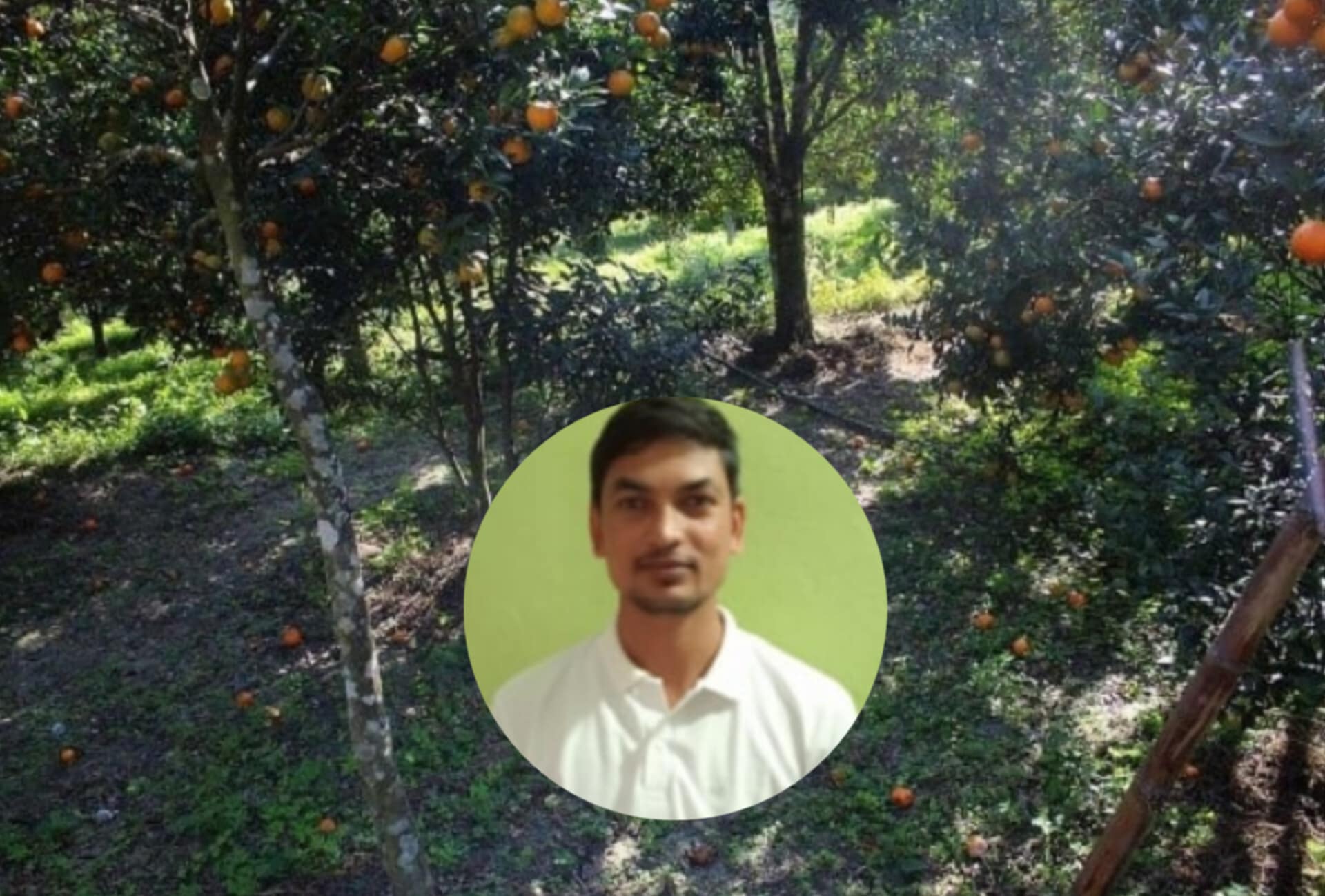 सुन्तलाजात फलफुलमा फल झर्ने समस्या र व्यवस्थापन