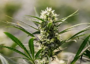 गण्डकीले बनायो गाँजा खेतीको कानुनी मस्यौदा, इजाजत लिनै पौने २ करोड लाग्ने