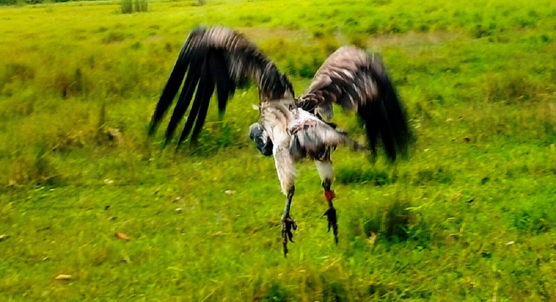६ सय किलोमिटर उडान भर्दै कावासोतीबाट लम्कीचुहा पुगेको गिद्ध आठ दिन पछि प्राकृतिक वातावरणमा फर्कियो