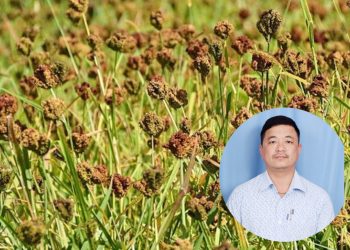 बहुगुणी कोदो प्रबर्द्धनका लागि नेपालमा राष्ट्रिय कोदो दिवसको औपचारिक सुरुवात