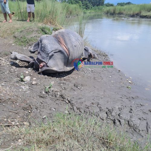 नवलपुरमा गैँडा मृत फेला
