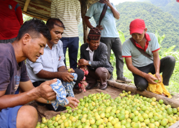 सिङ्चाङको पाखामा उदाहरणीय कागतीखेती
