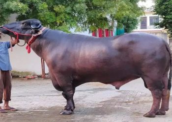 भारतबाट ल्याइएको मुर्रा राँगो भ्यागुते रोगले मर्‍यो