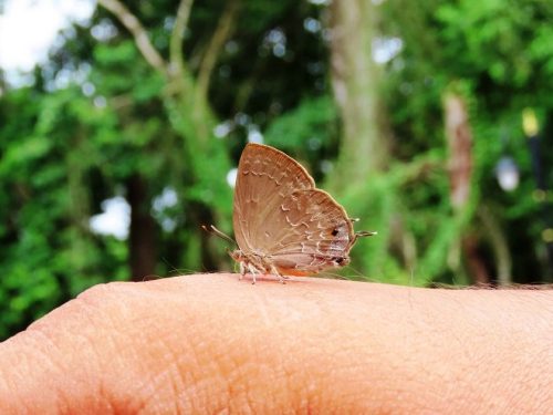 चितवनमा दुर्लभ पुतली ‘सिल्वर स्ट्रिकेड एकासिया ब्लु’ अभिलेख