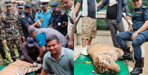 ३ महिनामा ४ जनाको ज्यान लिने बाघ ‘डार्ट’ हानेर नियन्त्रण