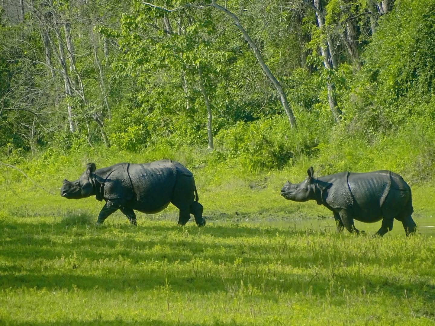 ६ सय ७५ दिन देखि गैंडाको शुन्य चोरी शिकार