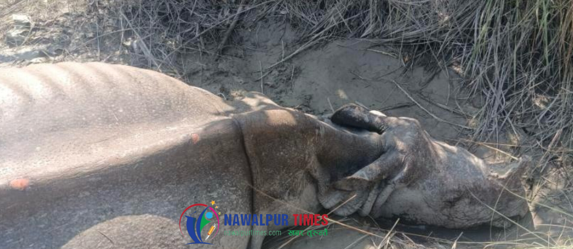 चितवन राष्ट्रियनिकुञ्जको बाँदरझुलामा गैंडा मृत फेला