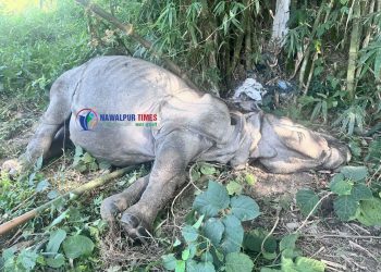 देवचुलीमा पोथी गैंडा मृत फेला