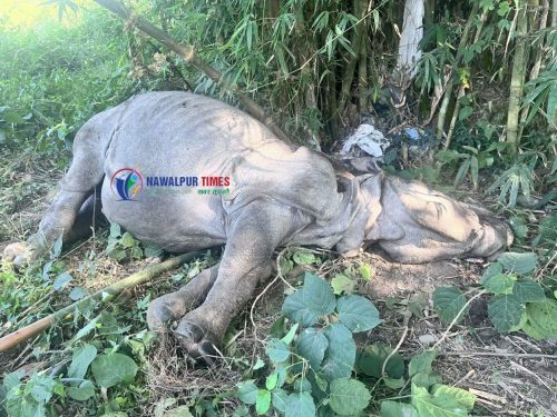 देवचुलीमा पोथी गैंडा मृत फेला