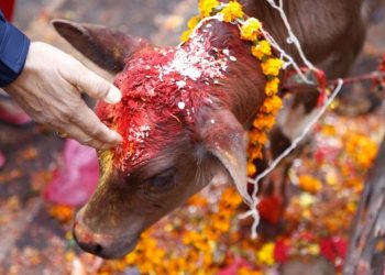 आज गाई तिहार : गाईको पूजा गरेर मनाईदैँ