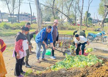 कावासोतीको हाटबजारमा राखिएको काउलीमा ९८.८५ प्रतिशत विषादी