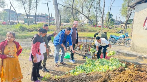 कावासोतीको हाटबजारमा राखिएको काउलीमा ९८.८५ प्रतिशत विषादी