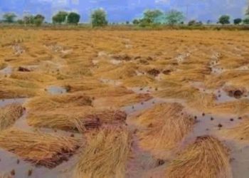 नवलपुरमा वर्षाले एक करोड ८० लाख बराबरको धानमा क्षति