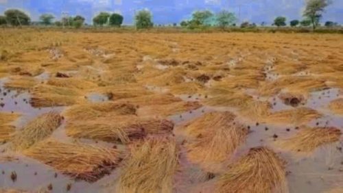 नवलपुरमा वर्षाले एक करोड ८० लाख बराबरको धानमा क्षति