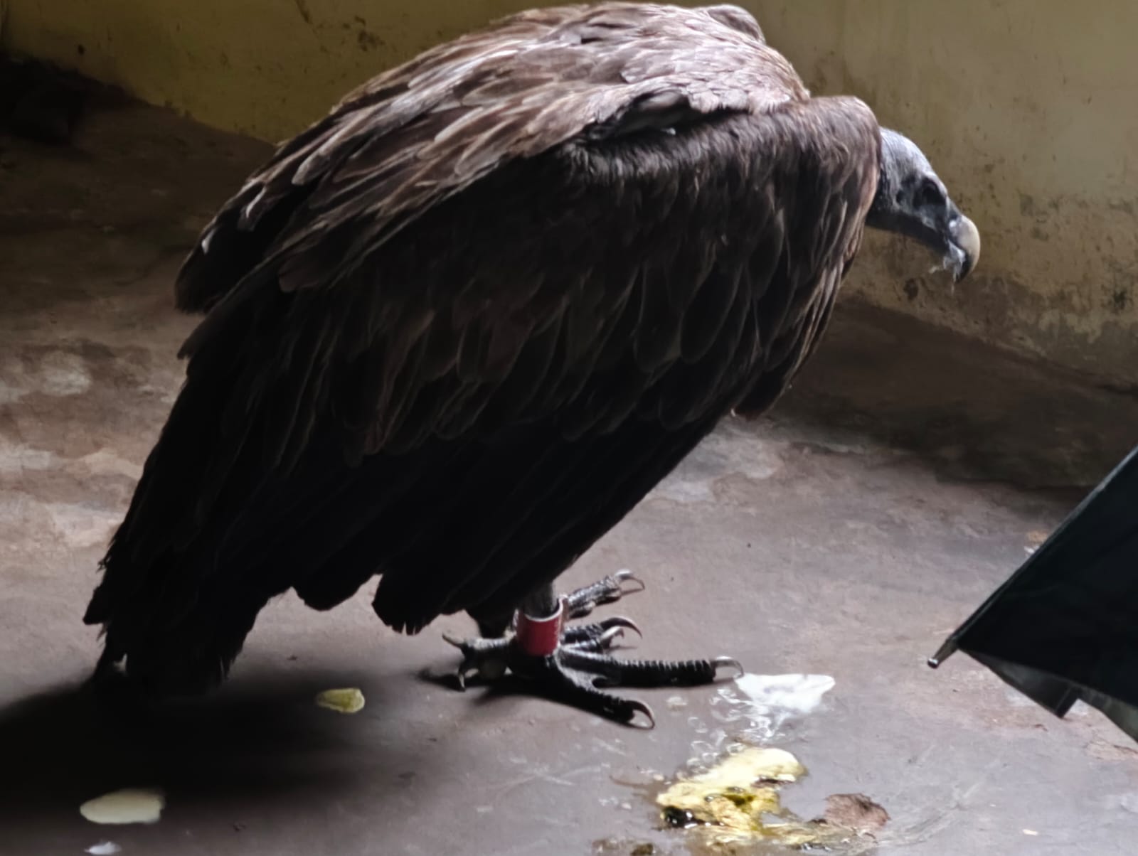 कावासोतीको गिद्ध बडिमालिका पुगेर अस्तायो