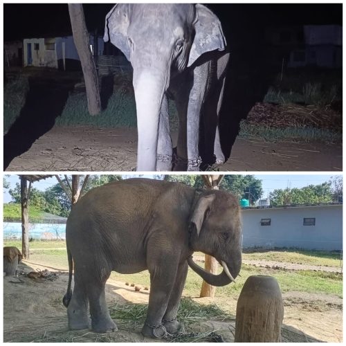 कतारलाई हात्ती उपहार : चार्टर विमानबाट पठाइँदै छन् खगेन्द्रप्रसाद र रुद्रकली