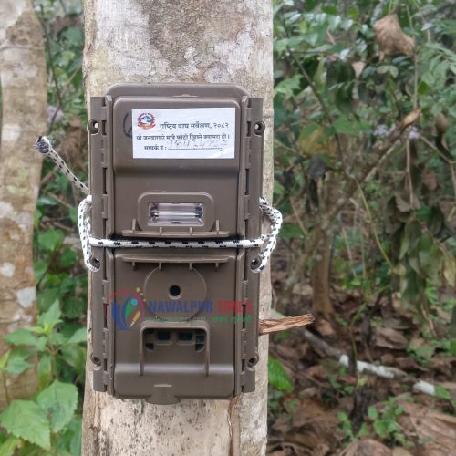 नवलपुर सहित निकुञ्जको पश्चिम सेक्टरमा बाघ गणना सकियो