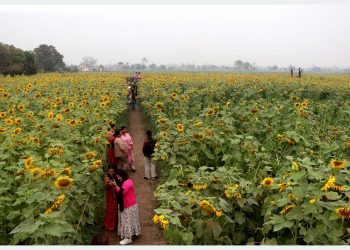 चितवनको भाइरल ‘सूर्यमुखी बगान’ले बढायो कृषि पर्यटन