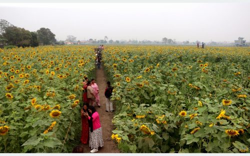 चितवनको भाइरल ‘सूर्यमुखी बगान’ले बढायो कृषि पर्यटन